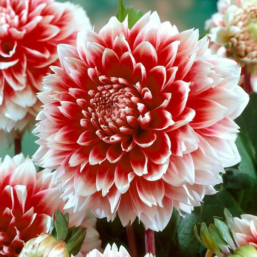 Жоржина Decorative Red and White Украфлора 1 шт/уп