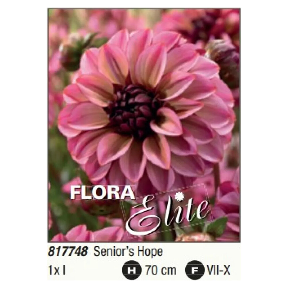 Жоржина Decorative Seniors Hope Украфлора 1 шт/уп
