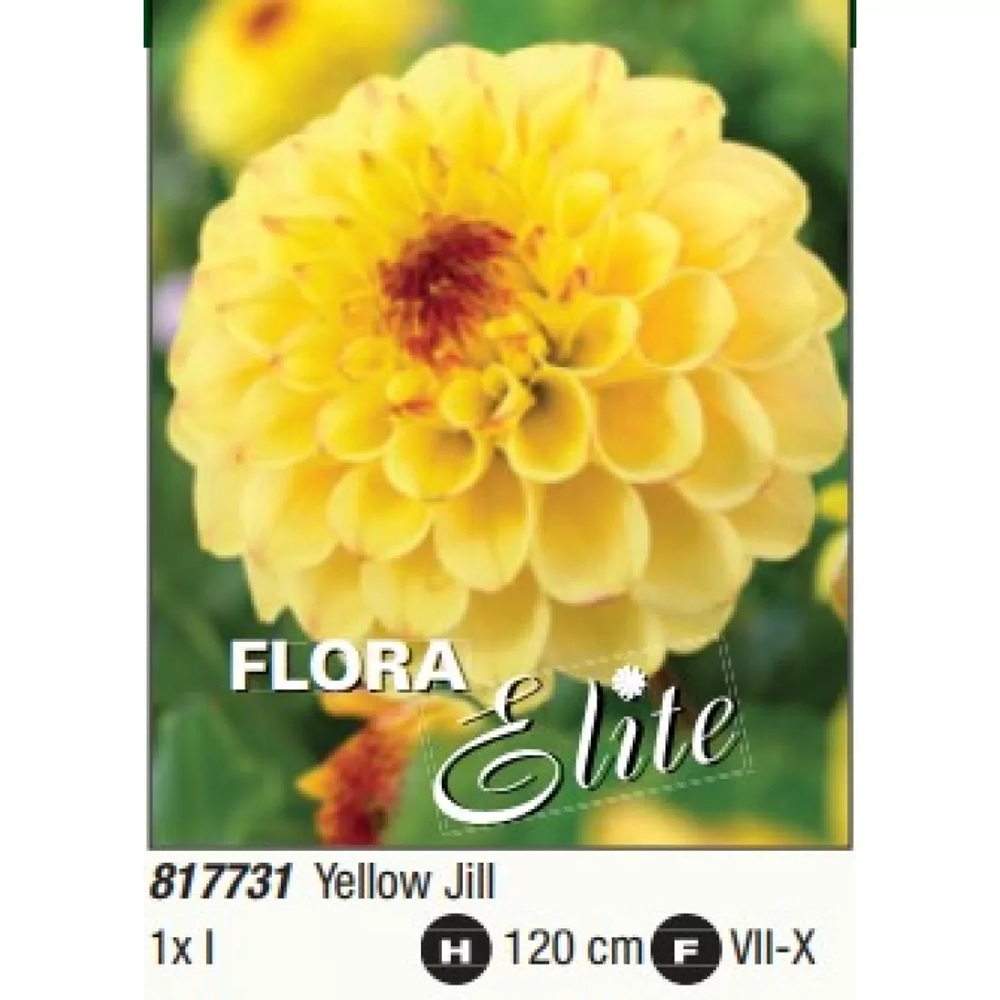 Бульби жоржини Украфлора Decorative Yellow Jill 1 шт.
