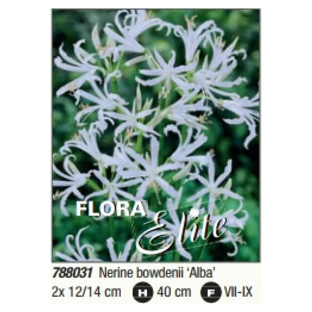 Неріне Alba Flora Elite Украфлора 2 шт/уп