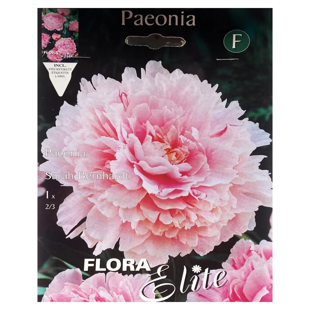 Півонія Birthday Flora Elite Украфлора 1 шт/уп