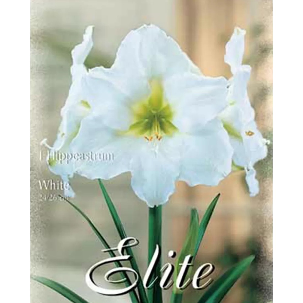Цибулина гіппеаструма Украфлора White Elite 1 шт.